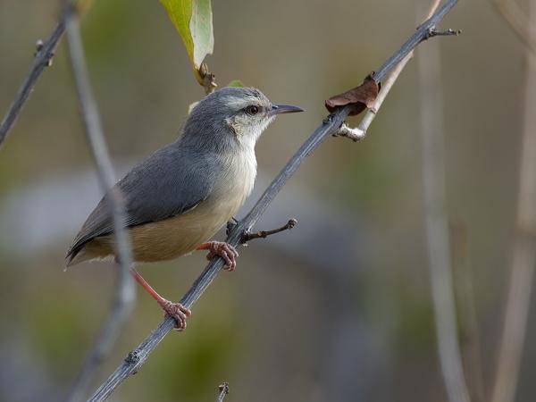 <h3>Sylvietta rufescens / Long‑billed crombec / Kaapse krombek</h3>OM-1 Mark II with OLYMPUS M.300mm F4.0, 1/2000 sec at F4.0, ISO 1250, distance 7.54 m